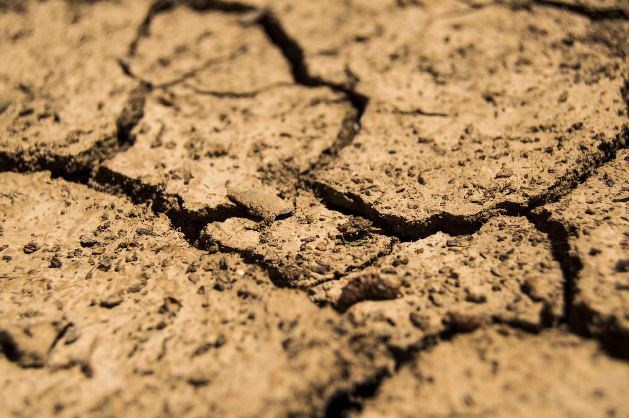 soil